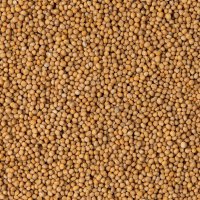 Senfkörner gelb naturbelassen ganz