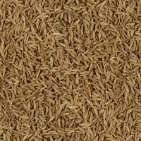 Kreuzkümmel ganz (Cumin) naturbelassen